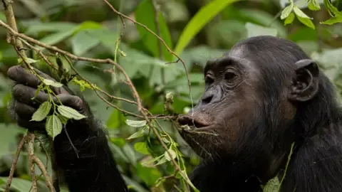 Chimpanzees Consuming a Daily Dose of an Alcoholic Beverage Each Day from Overripe Fruits, Investigation Finds