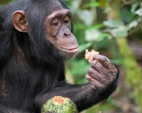 Apes Ingest Everyday Alcohol Equivalent to a Beer from Fermented Figs